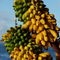 Rf-bananas-bundle-freshness-harvest-mld0014