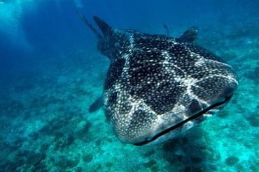 Rf-maldives-sea-underwater-whale-shark-uwmld0090