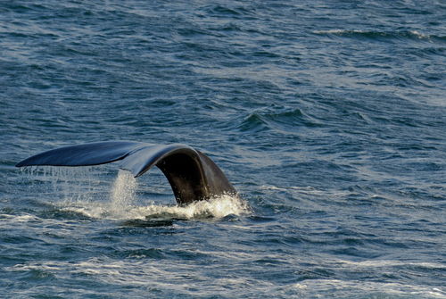 Tailfin-whale-south-africa-alrf-saa-uwd7675