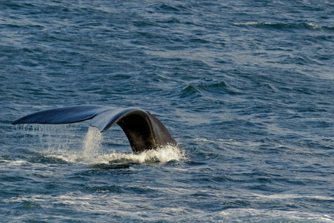 Tailfin-whale-south-africa-alrf-saa-uwd7675