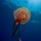 Rm-luminescent-jellyfish-sealife-sunbeams-uw627