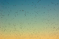 Flock of swallows flying together at sunset. by Sami Sarkis Photography