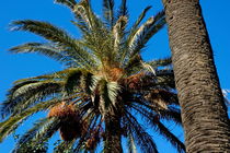 Two Date Palm trees (Phoenix dactylifera) in springtime von Sami Sarkis Photography