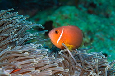 Rm-anemone-blackfoot-anemonefish-maldives-uwmld0067