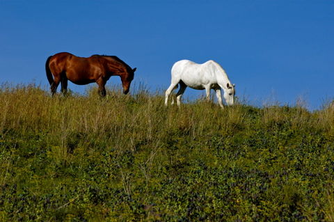 Rm-field-grass-grazing-horses-togetherness-adl1351