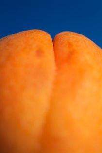 Single ripe apricot ready to eat. von Sami Sarkis Photography