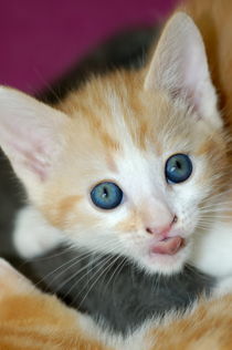 Portrait of a russet kitten. von Sami Sarkis Photography