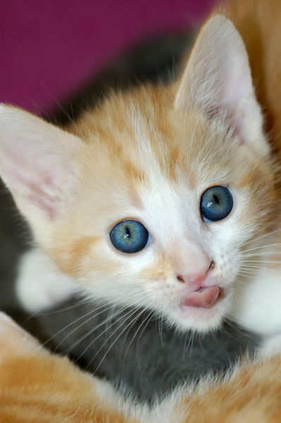Rm-alert-cute-head-portrait-russet-kitten-ani151