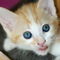 Rm-alert-cute-head-portrait-russet-kitten-ani151