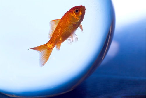 Rf-confined-fishbowl-goldfish-pet-swimming-ani063