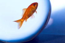 Goldfish swimming in a small fishbowl. von Sami Sarkis Photography