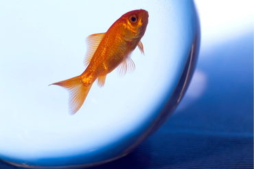Rf-confined-fishbowl-goldfish-pet-swimming-ani063