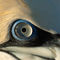 Rf-eye-gannet-wildlife-ani212