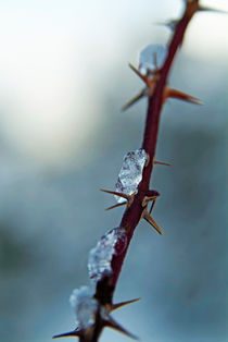 Ice on a bramble branch in winter by Sami Sarkis Photography