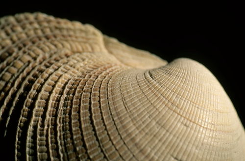 Rf-intricate-nature-pattern-shell-var104