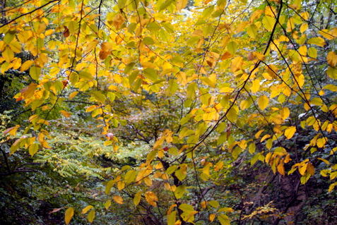 Rf-autumn-france-leaves-transforming-var376