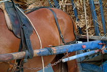 Horse pulling a cart loaded with straw by Sami Sarkis Photography