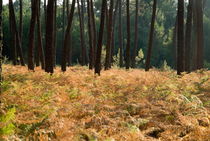 Ferns and tree trunks covering the ground of Landes Forest by Sami Sarkis Photography