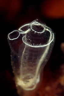 Zooid of a Sea Squirt (Clavelina lepadiformis) floating in water by Sami Sarkis Photography