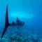 Rf-reef-sea-underwater-whale-shark-uwmld0092