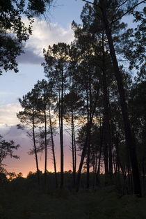 Silhouette of pine trees at dusk in the Landes forest von Sami Sarkis Photography
