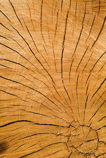 Wood grain from a log von Sami Sarkis Photography