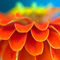 Rf-beauty-bright-flower-petals-vibrant-zinnia-var1104