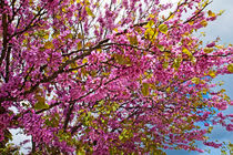 Pink blossom tree in springtime by Sami Sarkis Photography