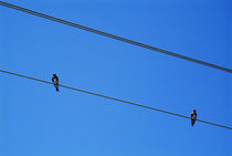 Couple of birds perching on electric power lines by Sami Sarkis Photography