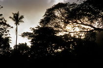 Silouhettes of Palm tree and Banyan trees at sunset von Sami Sarkis Photography