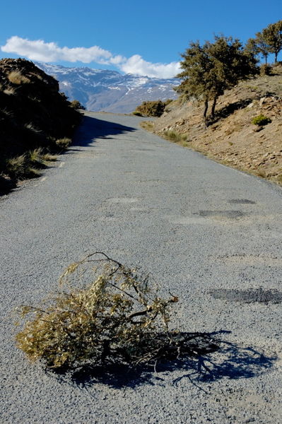 Rf-alpujarra-mountains-road-snow-tumbleweed-adl0752