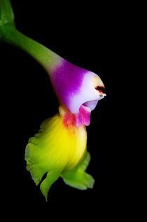 Orchid (epidendrum pseudoepidendrum) von Sami Sarkis Photography