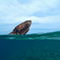 Rf-bow-maldives-rusty-sea-shipwreck-uwmld0273