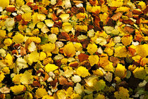 Autumn leaves in a river. by Sami Sarkis Photography
