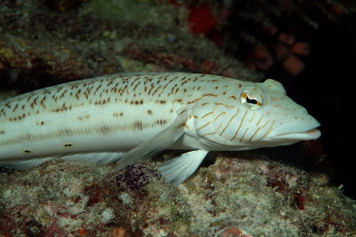 Rm-black-tail-grubfish-underwater-wildlife-uwmld0511