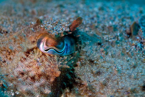 Rf-camouflage-eyes-fish-underwater-uw484
