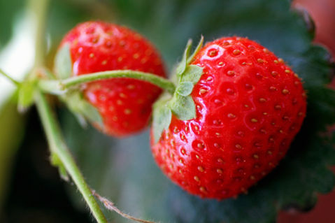 Rf-freshness-fruit-leaf-strawberries-var1111