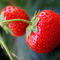 Rf-freshness-fruit-leaf-strawberries-var1111
