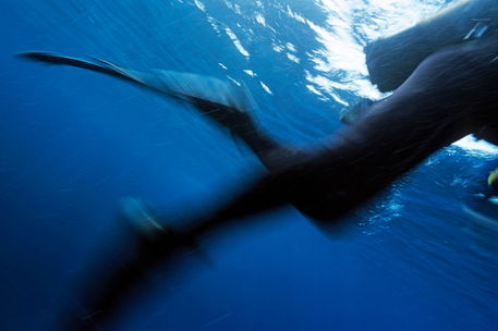 Rf-blurry-diver-legs-marseille-swimfins-underwater-uw300