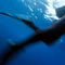 Rf-blurry-diver-legs-marseille-swimfins-underwater-uw300