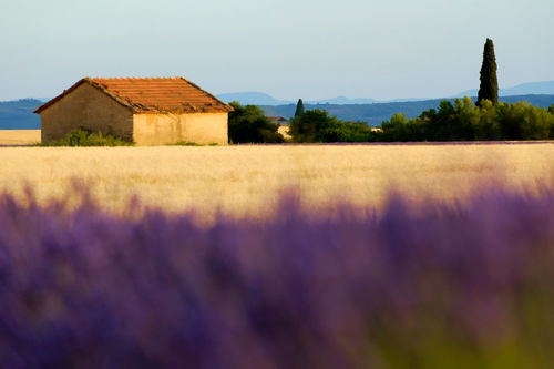 Rm-farm-field-home-lavender-valensole-lds344