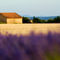Rm-farm-field-home-lavender-valensole-lds344