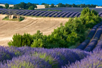 Fields of lavender and harvested wheat in summer von Sami Sarkis Photography