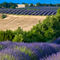 Rm-agriculture-france-lavender-wheat-crop-lds334
