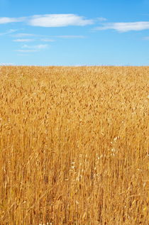 Wheat field and blue sky at summer von Sami Sarkis Photography