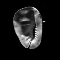 Horned Helmet Shell Cassis cornuta von Frank Wilson