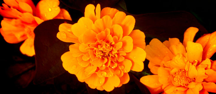 Orange-beauty