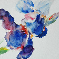 Blue iris 2 by Katia Boitsova