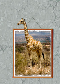 Giraffe von Graham Prentice