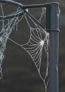 Spider's web in frost von Graham Prentice